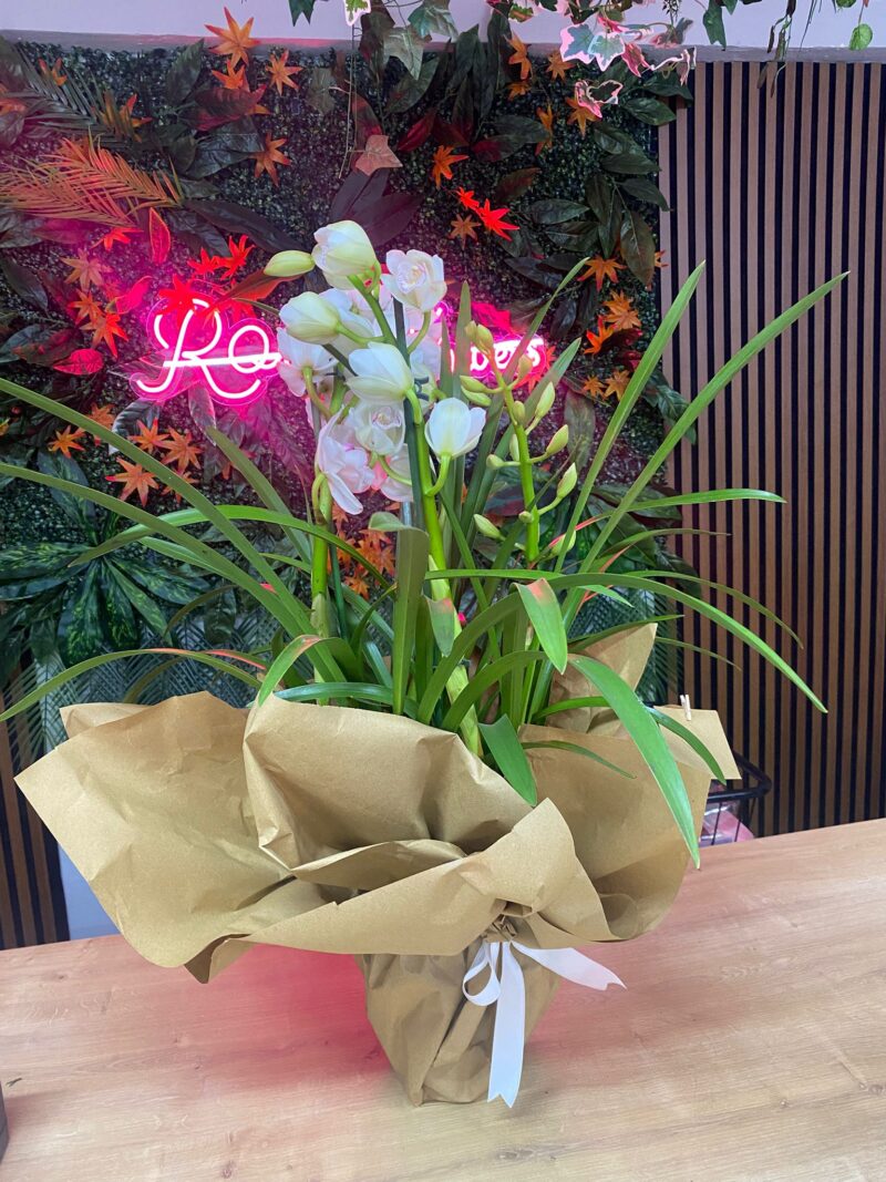 doğal kokulu orkide