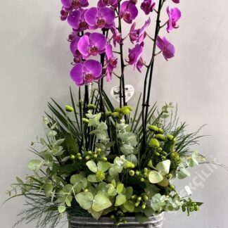4 dal mor orkide arajmanı