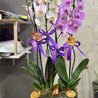 4 dallı renkli orkideler