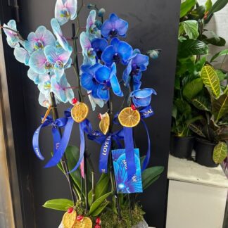 özel hissettirecek orkideler