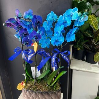 mavinin en güzel tonu