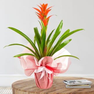 saksı içinde guzmanya