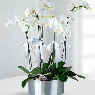 6 dal beyaz orkide