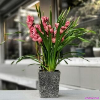cymbidium