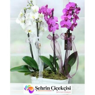 4 dal renkli orkide