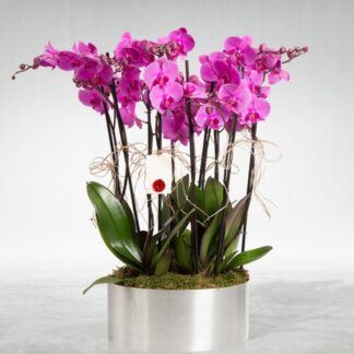 10 dal mor orkide