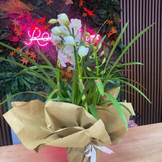 doğal kokulu orkide