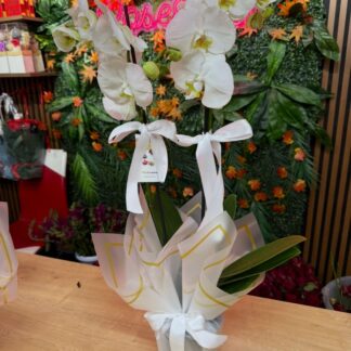 çiftdal ithal orkide